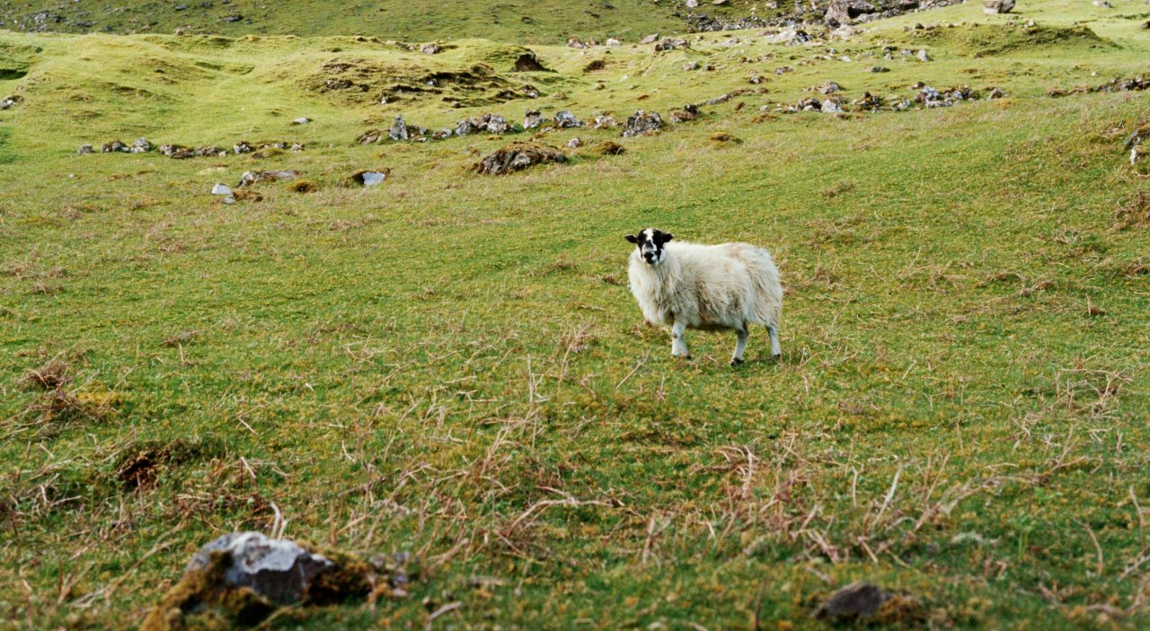 A lone sheep stands in a wide, rugged green landscape, reflecting themes of nature, heritage, and environmental stewardship.