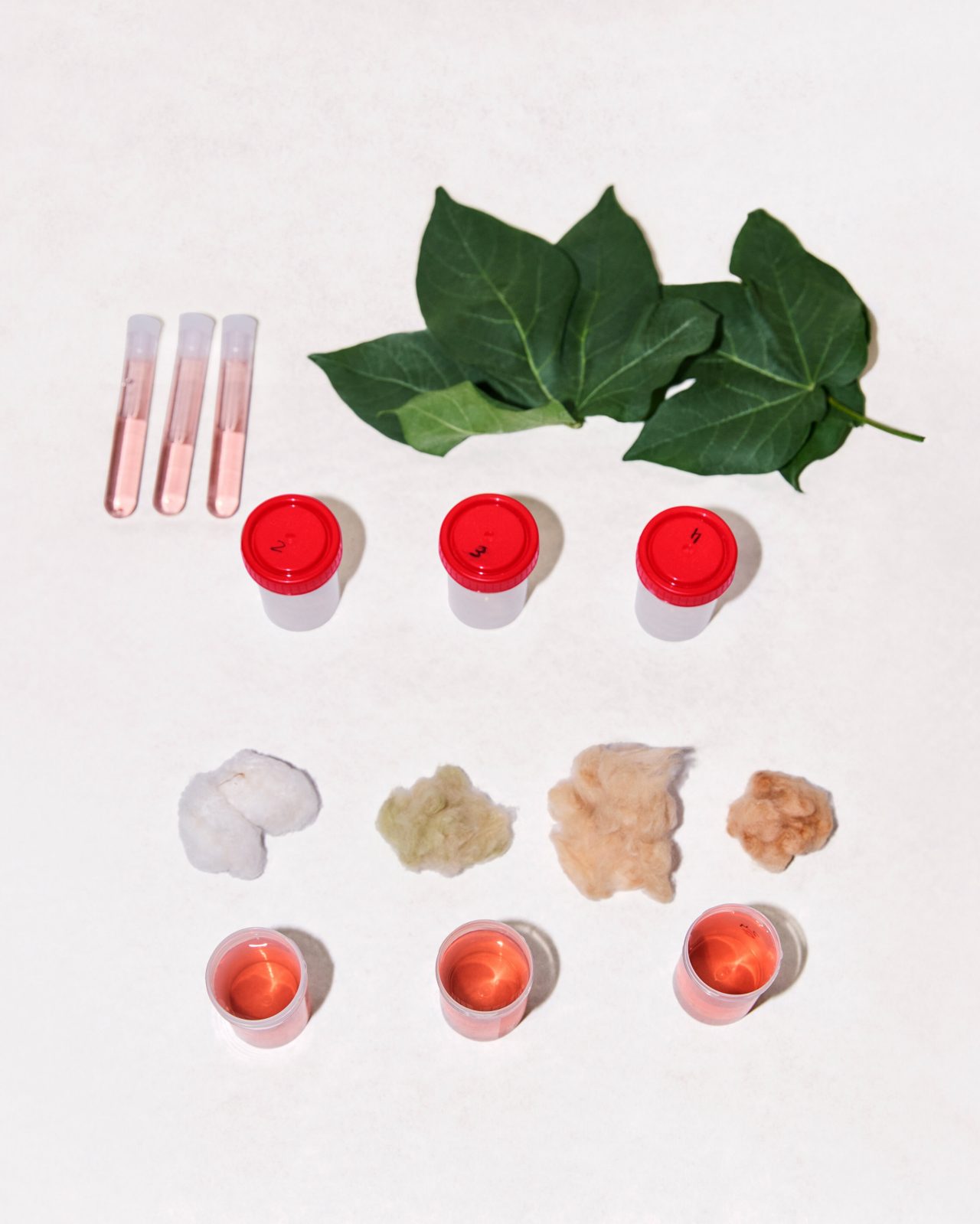 hydroponic cotton